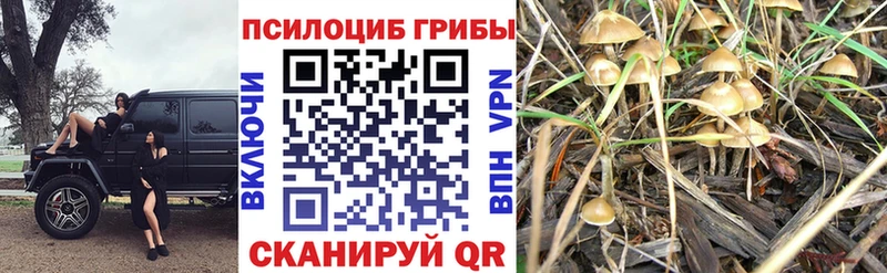 где можно купить наркотик  Абинск  Галлюциногенные грибы Cubensis 